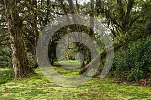 Mystical green forest of Brazil, mossy ground