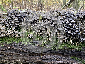 mystical group of fairy inkcaps on a tree trunk