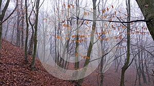 Mystical landscape in the beech forest with few leaves shrouded in dense fog in the cold season