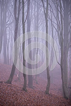 Mystical landscape in the beech forest with few leaves shrouded in dense fog in the cold season