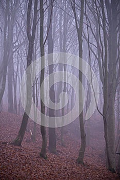 Mystical landscape in the beech forest with few leaves shrouded in dense fog in the cold season