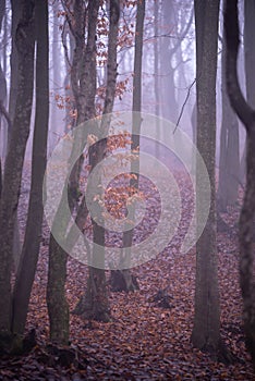 Mystical landscape in the beech forest with few leaves shrouded in dense fog in the cold season