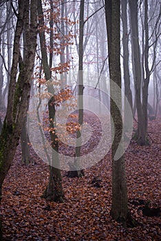 Mystical landscape in the beech forest with few leaves shrouded in dense fog in the cold season