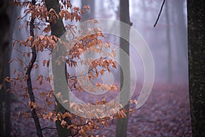 Mystical landscape in the beech forest with few leaves shrouded in dense fog in the cold season