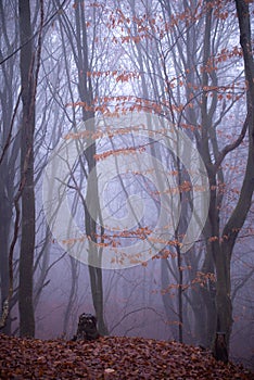 Mystical landscape in the beech forest with few leaves shrouded in dense fog in the cold season