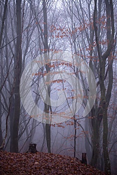 Mystical landscape in the beech forest with few leaves shrouded in dense fog in the cold season