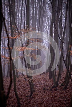 Mystical landscape in the beech forest with few leaves shrouded in dense fog in the cold season