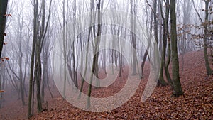 Mystical landscape in the beech forest with few leaves shrouded in dense fog in the cold season