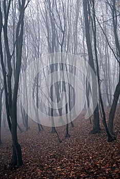 Mystical landscape in the beech forest with few leaves shrouded in dense fog in the cold season