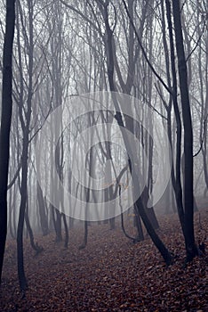 Mystical landscape in the beech forest with few leaves shrouded in dense fog in the cold season