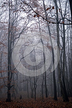 Mystical landscape in the beech forest with few leaves shrouded in dense fog in the cold season