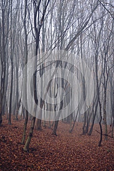 Mystical landscape in the beech forest with few leaves shrouded in dense fog in the cold season