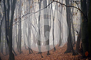 Mystical landscape in the beech forest with few leaves shrouded in dense fog in the cold season