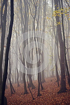 Mystical landscape in the beech forest with few leaves shrouded in dense fog in the cold season