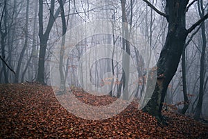 Mystical landscape in the beech forest with few leaves shrouded in dense fog in the cold season