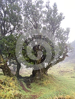 The mystical laurel forest of Madeira, shrouded in fog