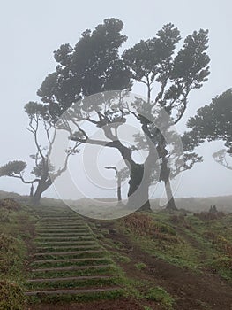 The mystical laurel forest of Madeira, shrouded in fog