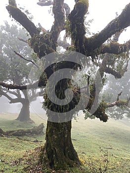 The mystical laurel forest of Madeira, shrouded in fog