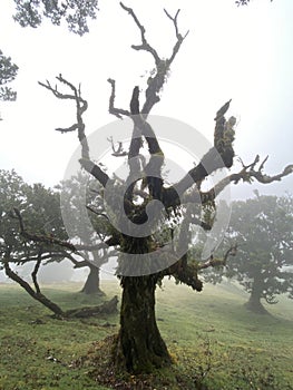 The mystical laurel forest of Madeira, shrouded in fog