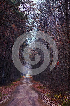 Mystical magic fall forest. Forest with rural magical road