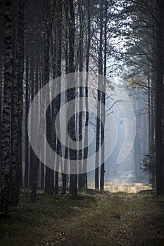 Mystical mood in the woods, Poland