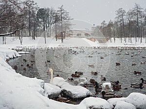 Mystical morning winter landscape with winter fog over the lake and white swan. Frosty winter landscape with State Museum Reserve