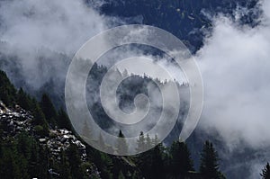 Mystical mountain landscape. Morning mist and pine woods