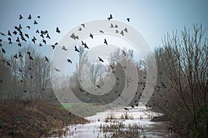 Mystical Murk: Flock of Crows in Foggy Flight