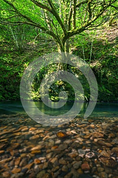 A mystical oak tree over a pool of green water with reddish pebbles on the shore