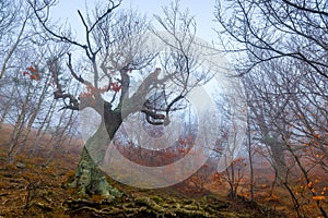 Mystical old tree snag without leaves on a foggy autumn day in the mountains