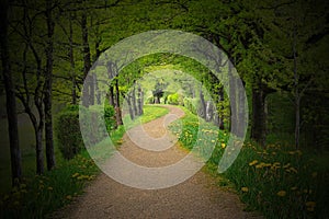 Mystical path through a dark forest with spotlight