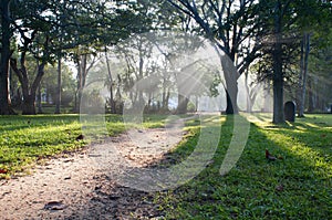 Mystical path in tropical forest