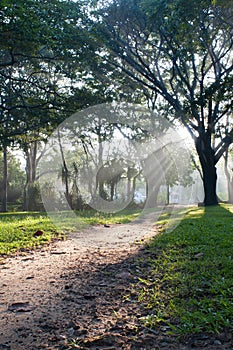 Mystical path in tropical forest