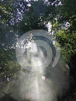 mystical plant green tree forest texture with fog