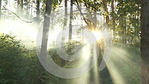 A mystical radiance of the forest, the rays of the sun breaking through the mist.