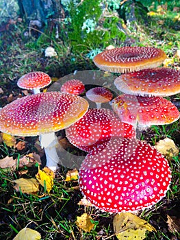 Mystical red mushrooms on ground in autumn