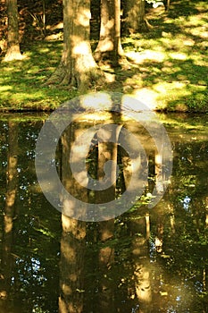 Mystical reflection in dark pond of sunkissed trees and lawn