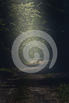 Mystical scene of a dark forest path with a sunbeam in the middle