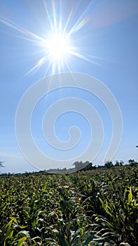 The Mystical Serenity of Corn Fields: A Glimpse into the Beauty of Cornfields under a Blue Sky