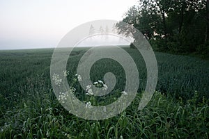 Mystical Serenity: Fog-Enveloped Wheat Field in the Summer Morning