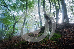 Mystical spring forest in fog. Magical old trees in clouds