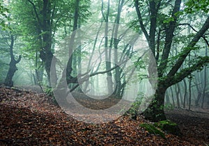 Mystical spring forest in fog. Old trees in clouds