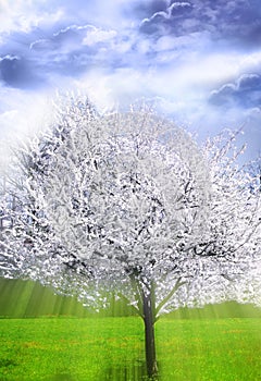 Mystical spring tree