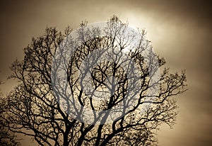 Mystical tree