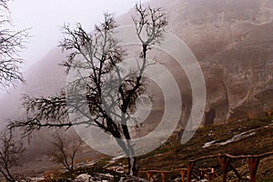 mystical tree in the fog