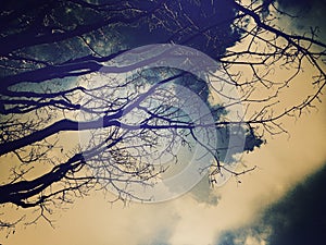 Mystical winter graphics for trees