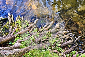 Mystical tree roots meander into the water of a lake