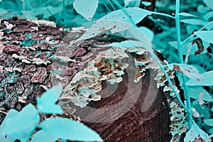 Mystical tree stump with mushrooms and teal leaves shot in infrared