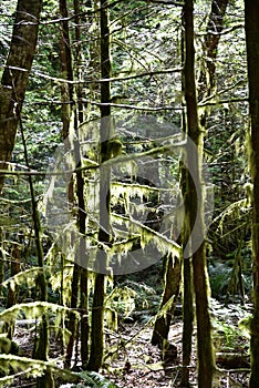 Mystical View of the Rain Forest, Alice Lake Provincial Park, Squamish, North of Vancouver, British Columbia, Canada