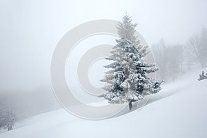 Mystical winter forest covered with snow on cloudy day